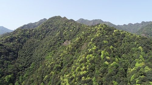 針闊混交林.jpg